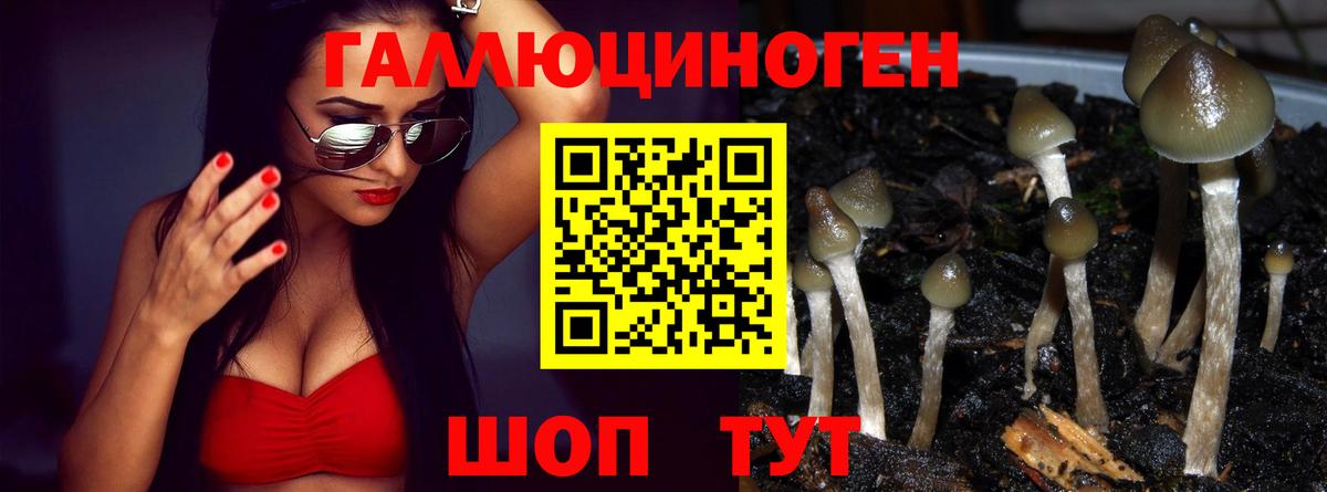 Медногорск  Псилоцибиновые грибы Psilocybe  Вход с VPN 